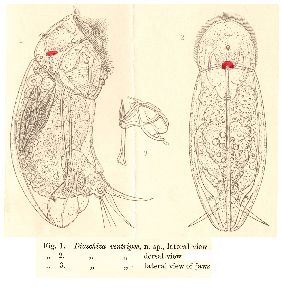 Dixon-Nuttall, F R (1901): Journal of the Quekett Microscopical Club (ser. 2) 8 p.25, pl.2, figs.1-3